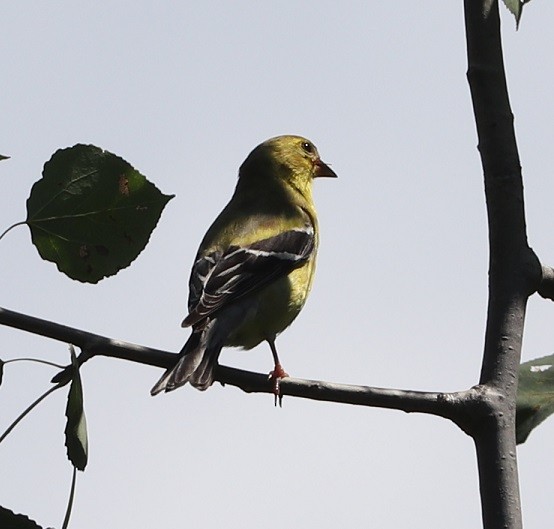 American Goldfinch - ML621639601