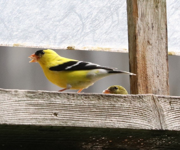 American Goldfinch - ML621639602