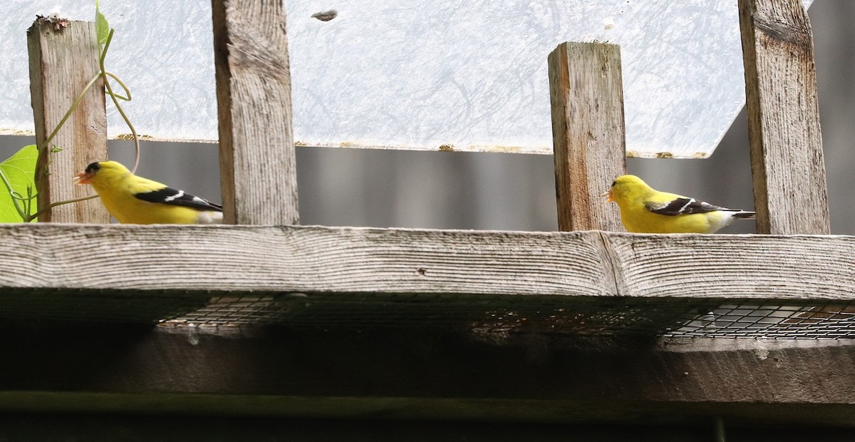 American Goldfinch - ML621639603