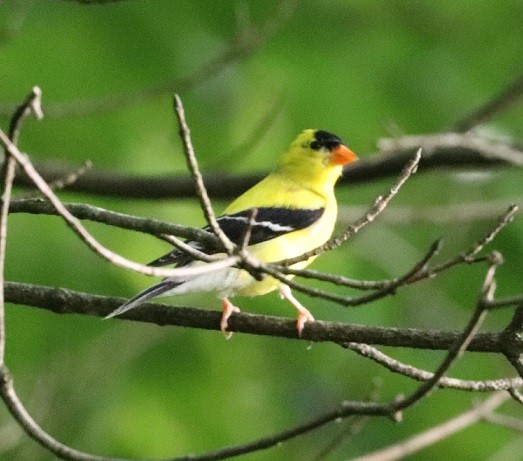 American Goldfinch - ML621639604