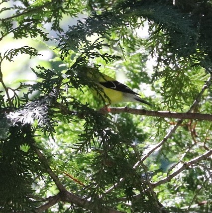 American Goldfinch - ML621639605