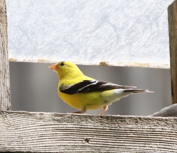 American Goldfinch - ML621639606