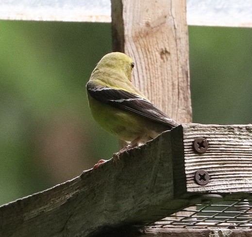 American Goldfinch - ML621639607