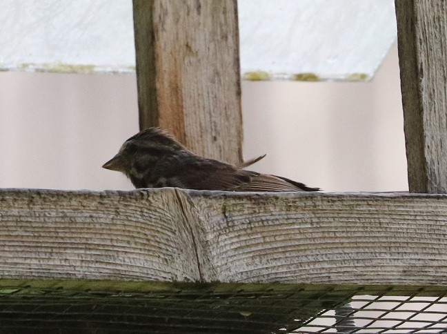 Song Sparrow - ML621639613