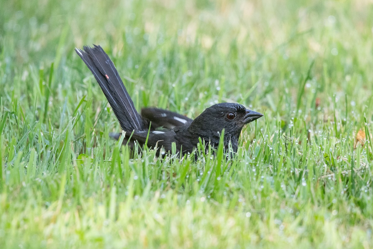 Eastern Towhee - ML621639616