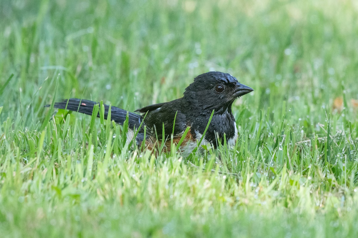 Eastern Towhee - ML621639617