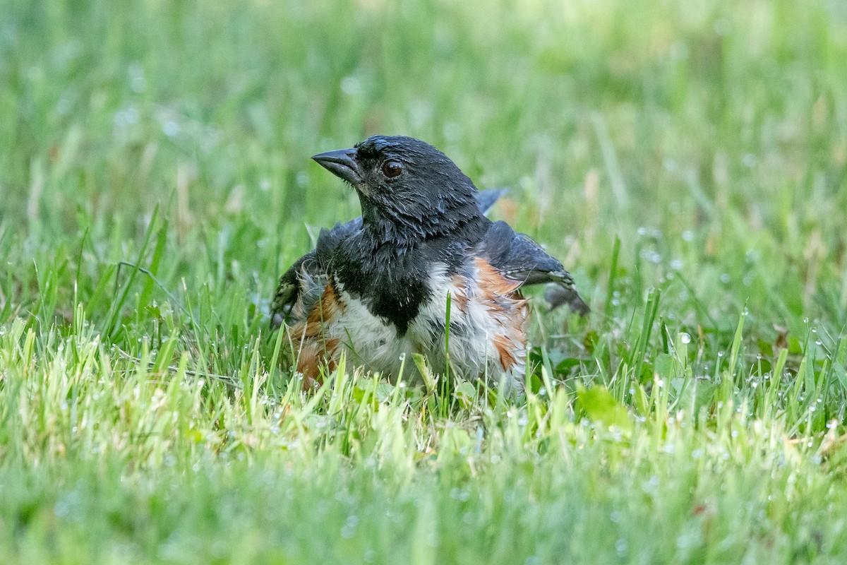 Eastern Towhee - ML621639620