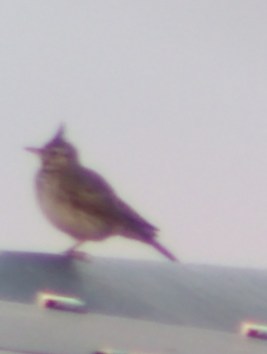 Crested Lark - ML621639630