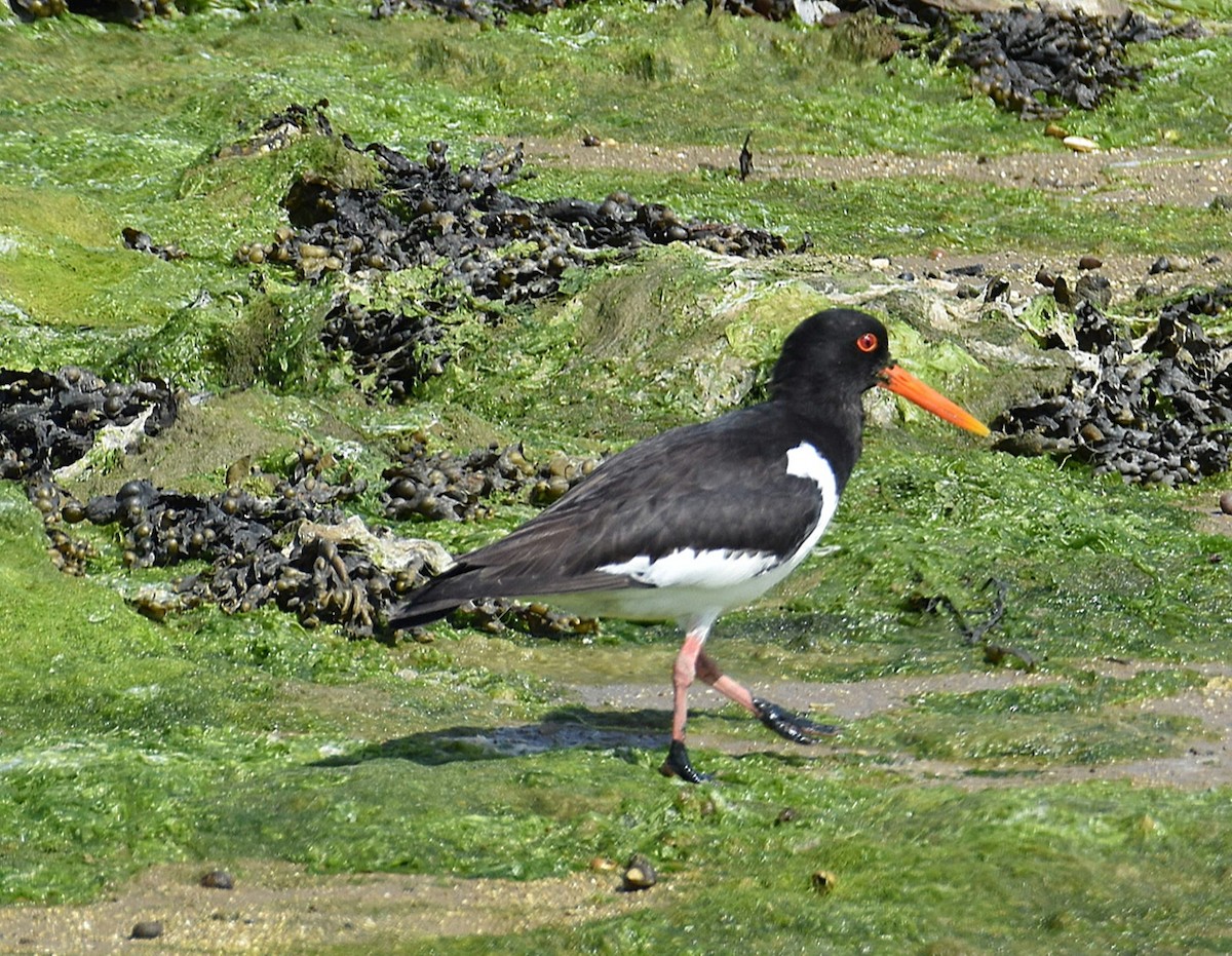 Eurasian Oystercatcher - ML621639653