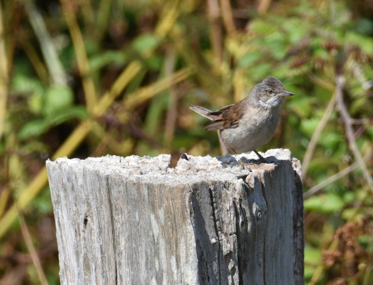 Greater Whitethroat - ML621639659