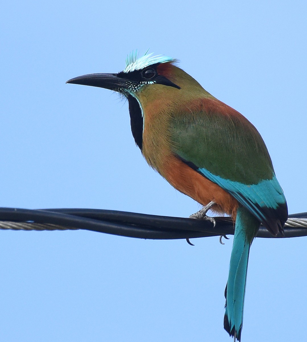 Turquoise-browed Motmot - ML621639664