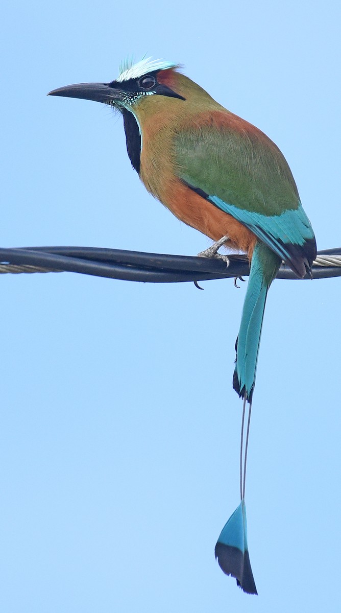 Turquoise-browed Motmot - ML621639666