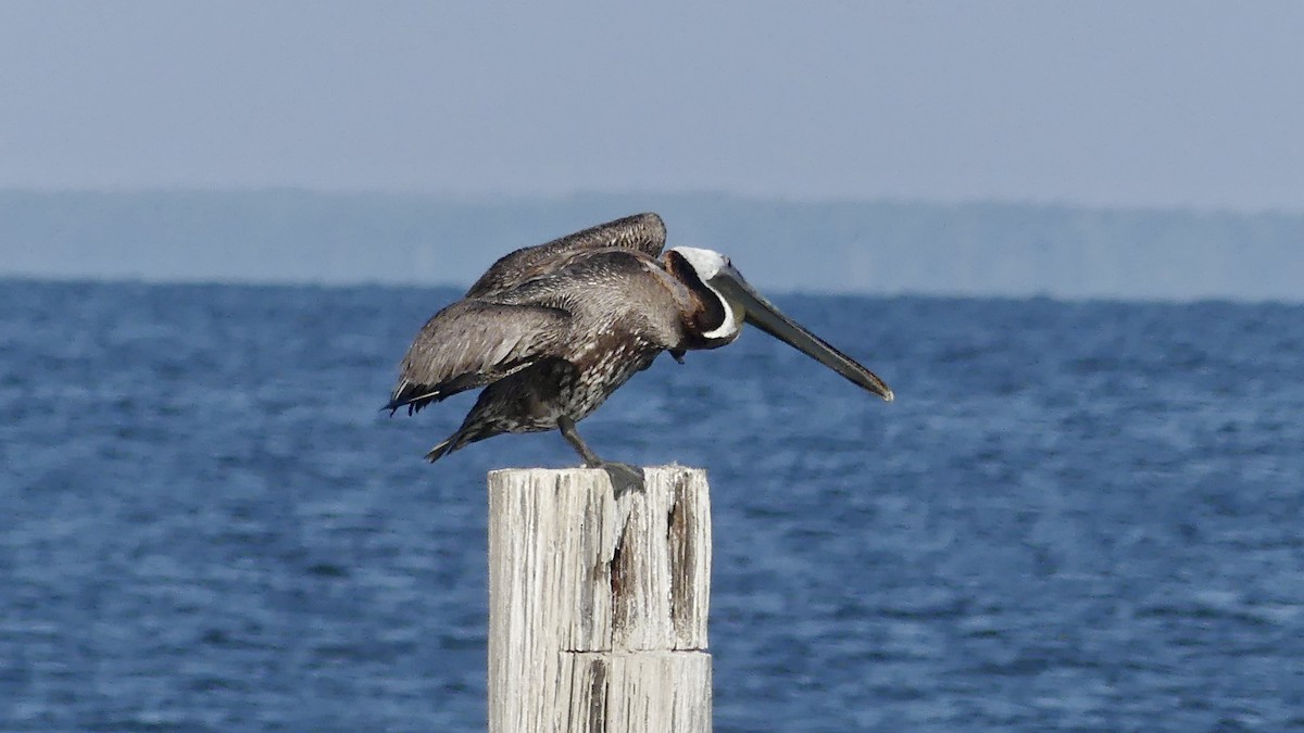 Brown Pelican - ML621639751