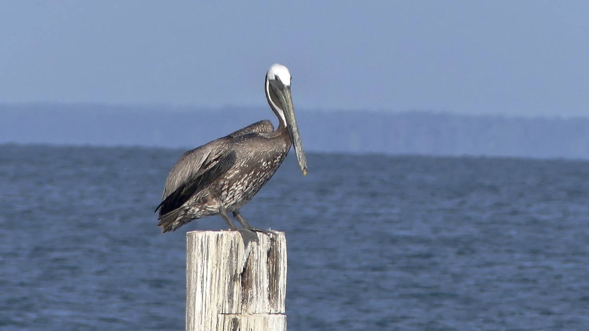 Brown Pelican - ML621639754