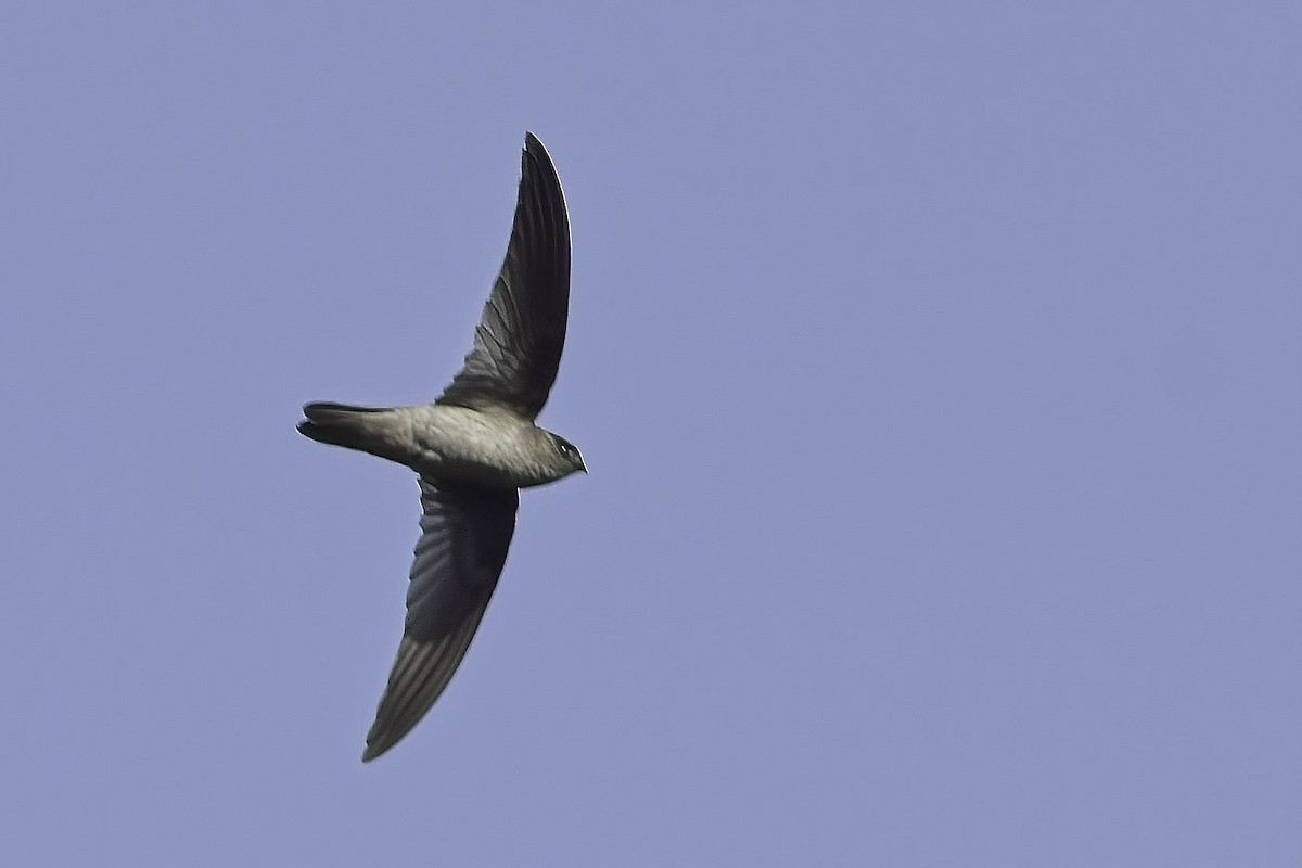 Himalayan Swiftlet - ML621639755