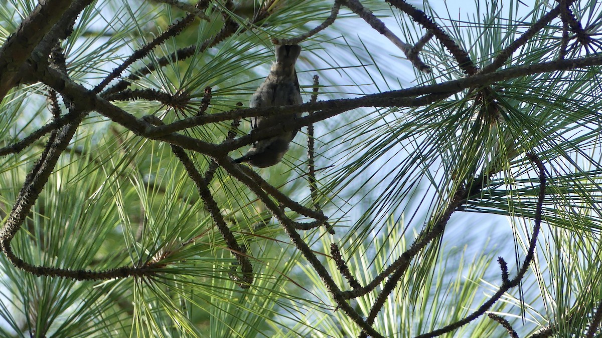 Brown-headed Nuthatch - ML621639764