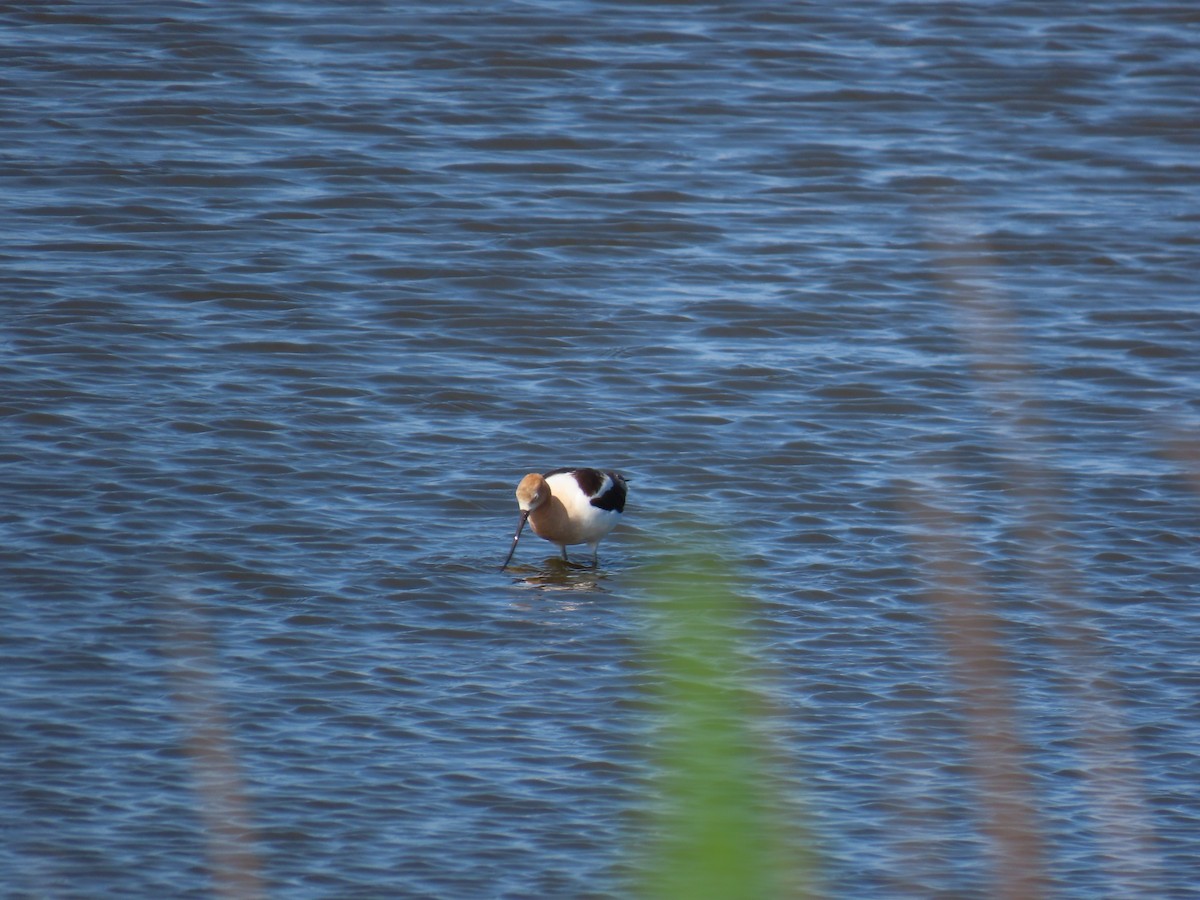 eBird Checklist - 19 Jul 2024 - Edwin B. Forsythe NWR (formerly Brig ...