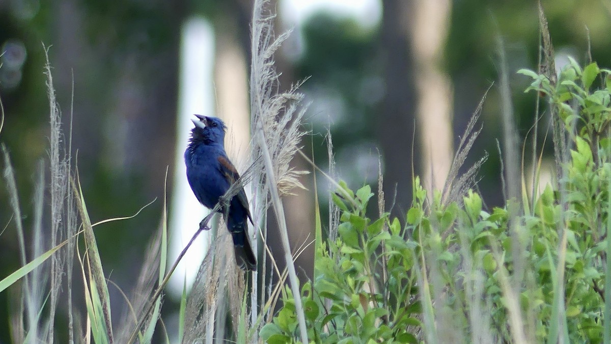 Blue Grosbeak - ML621639804