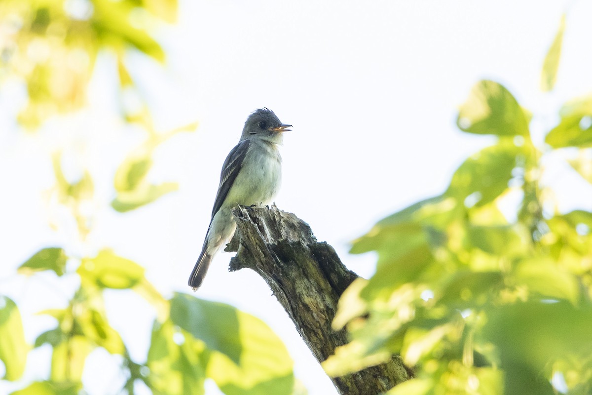 Eastern Wood-Pewee - ML621639807