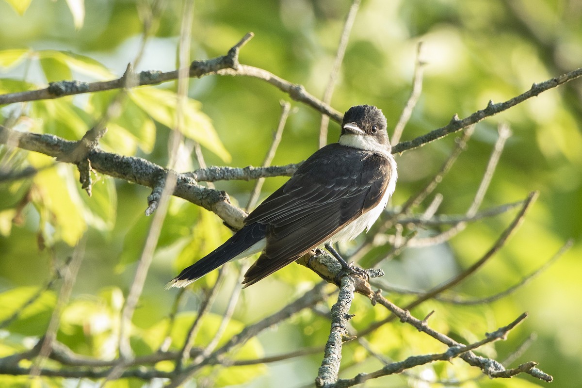 Eastern Kingbird - ML621639815