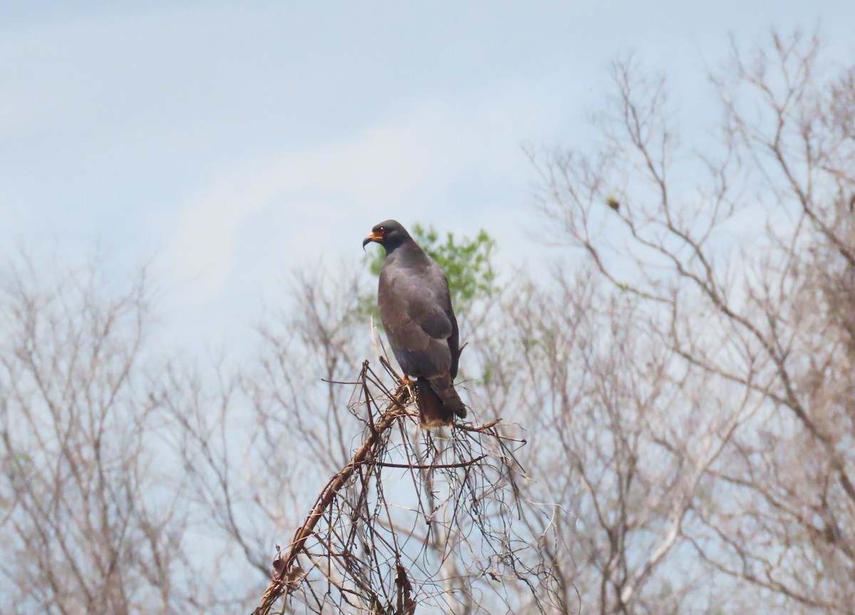 Snail Kite - ML621639836