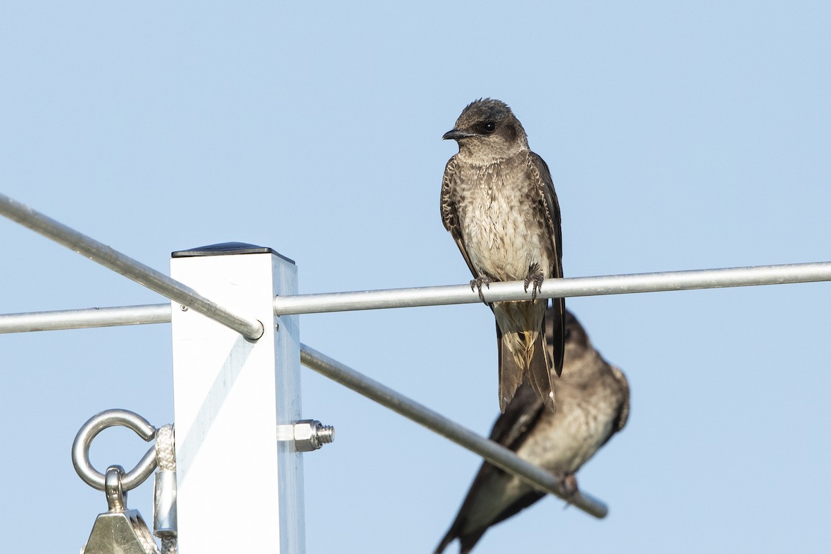 Purple Martin - ML621639893