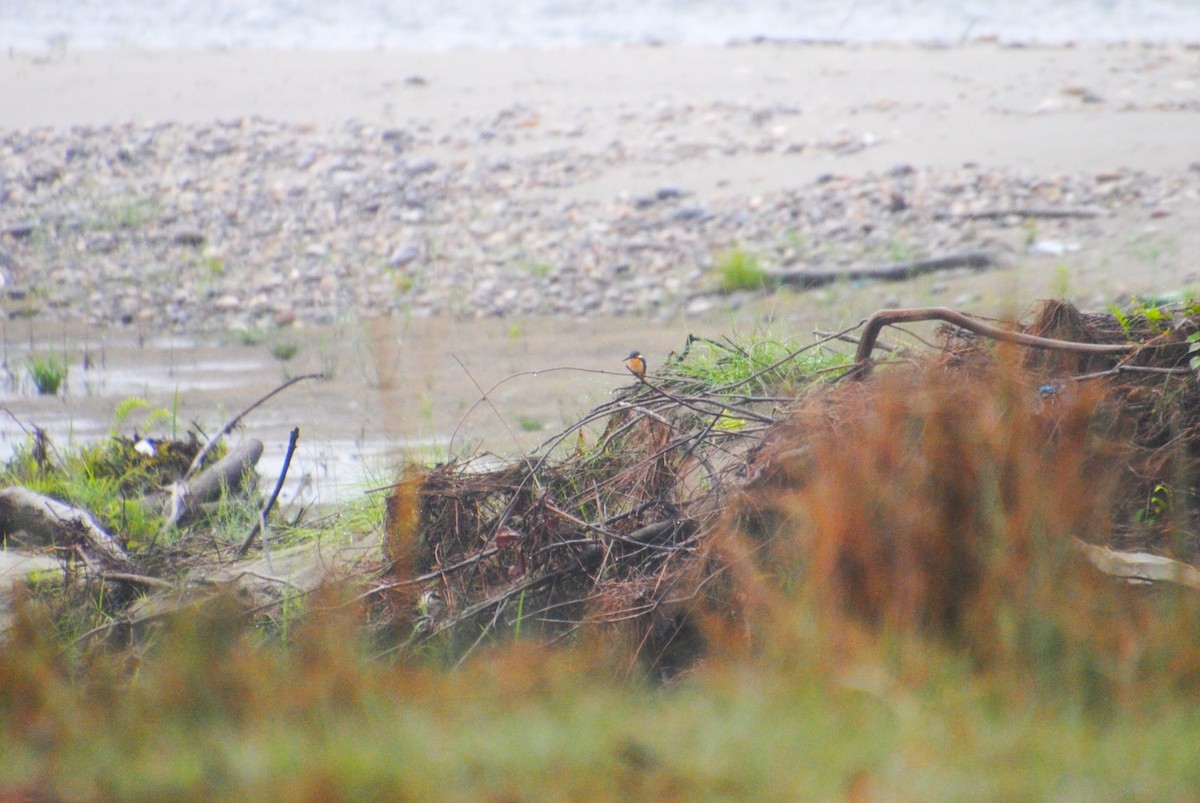 Common Kingfisher - ML621639894