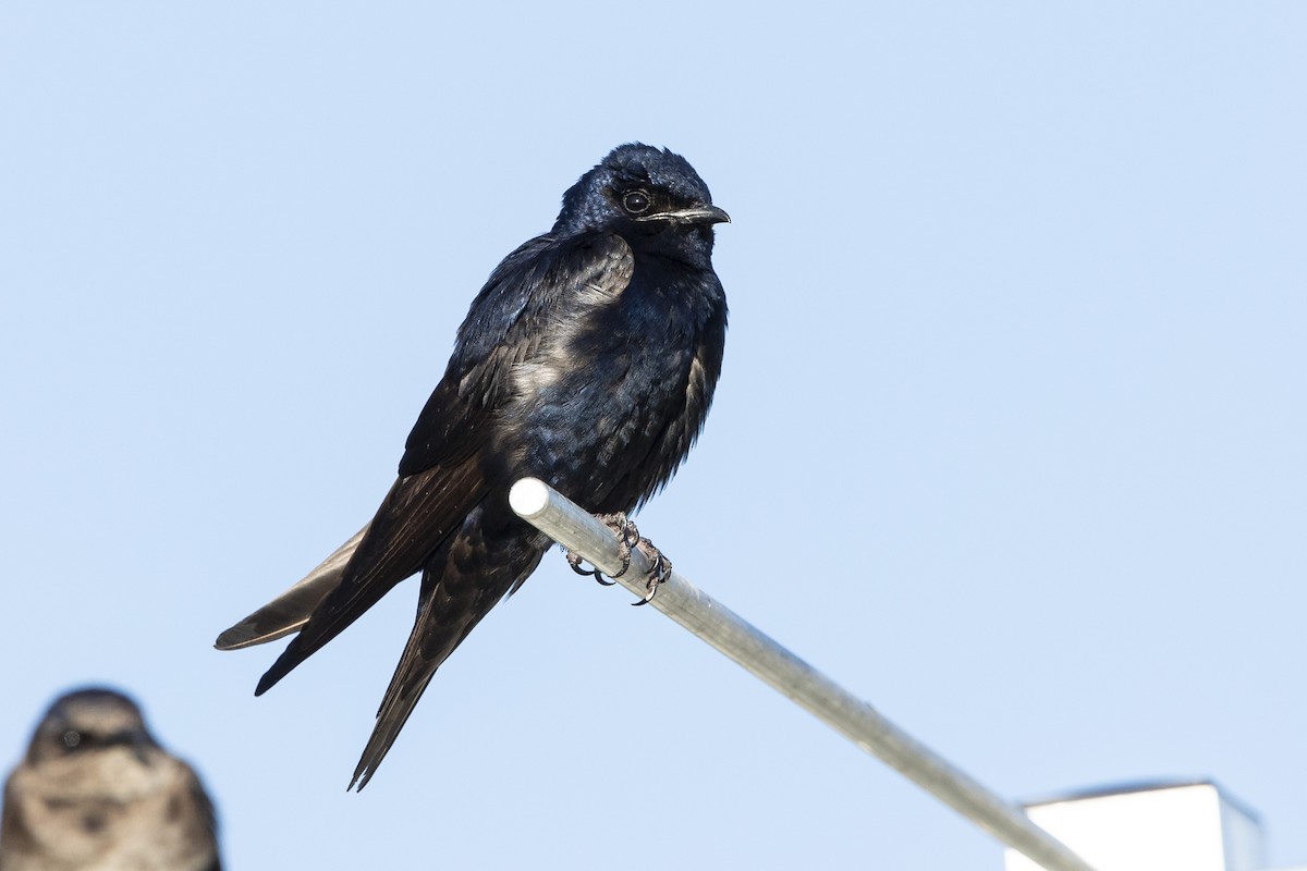 Purple Martin - ML621639901