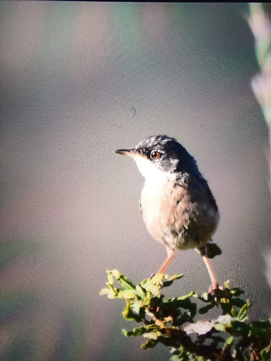 Spectacled Warbler - ML621639906