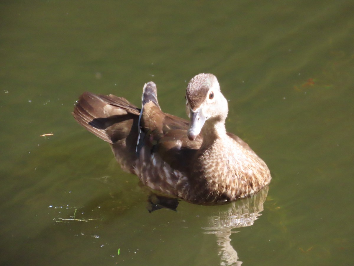 Wood Duck - ML621639991