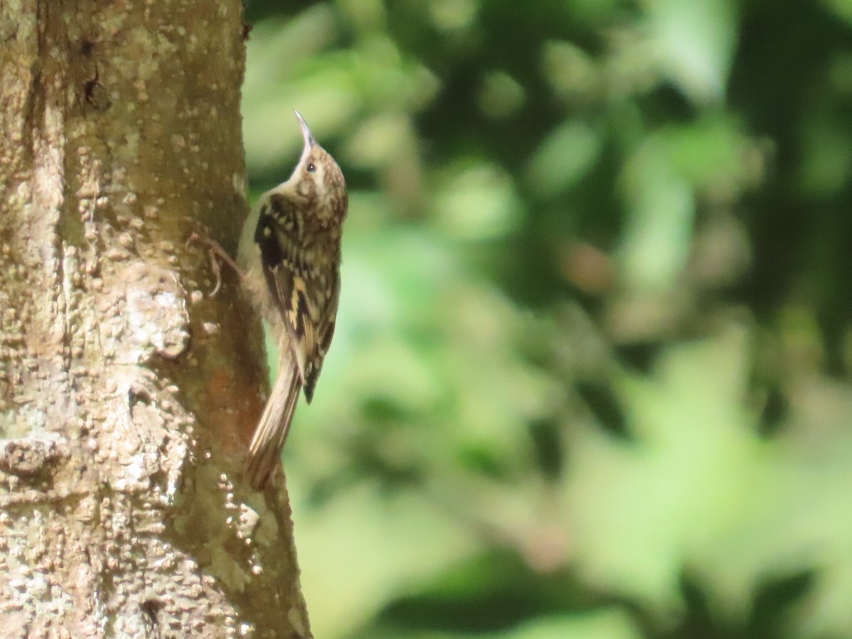 Brown Creeper - ML621640021