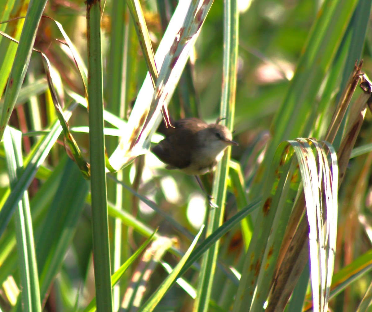 Highland Rush Warbler - ML621640100