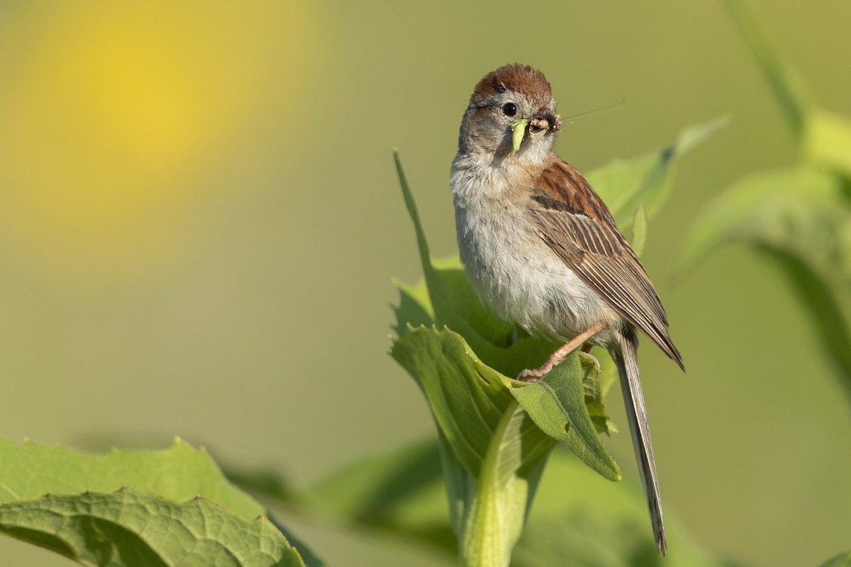 Field Sparrow - ML621640145