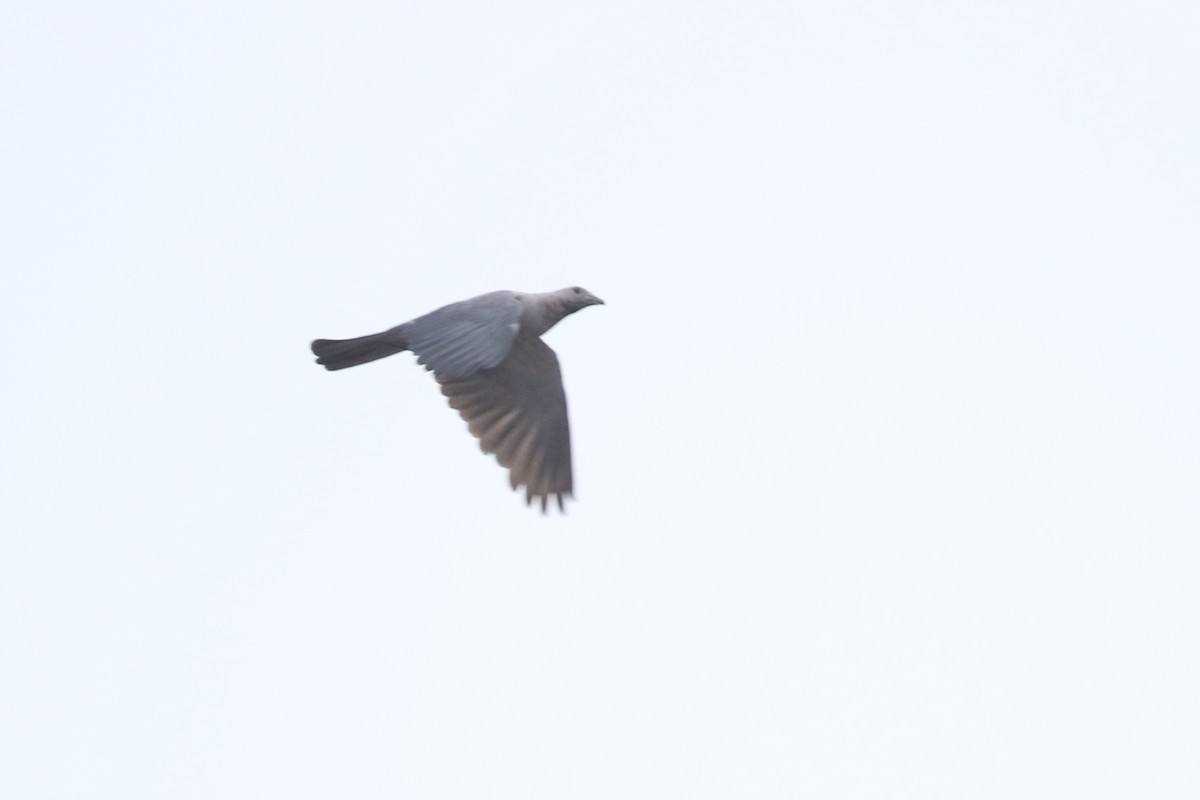 Gray Imperial-Pigeon - ML621640202