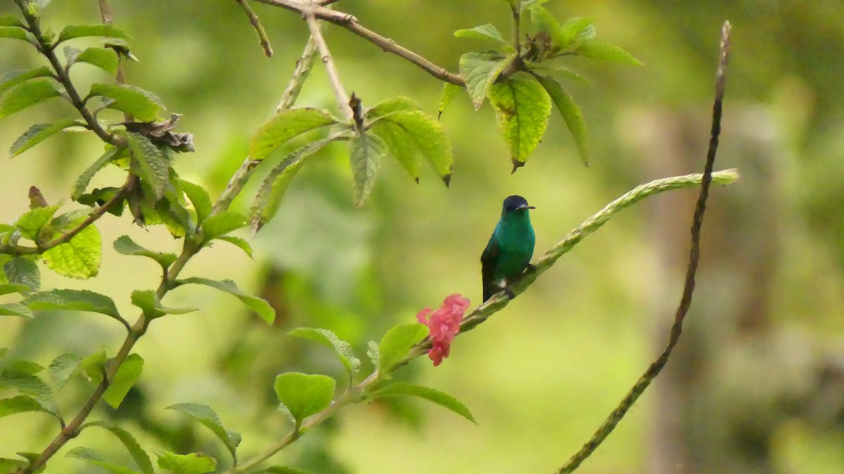 Indigo-capped Hummingbird - ML621640256