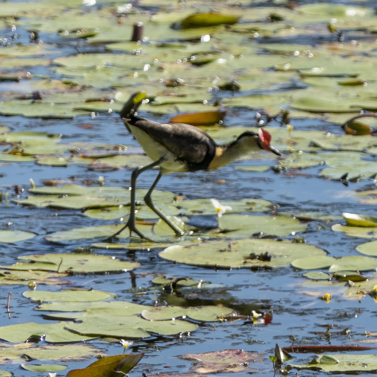 Comb-crested Jacana - ML621640257