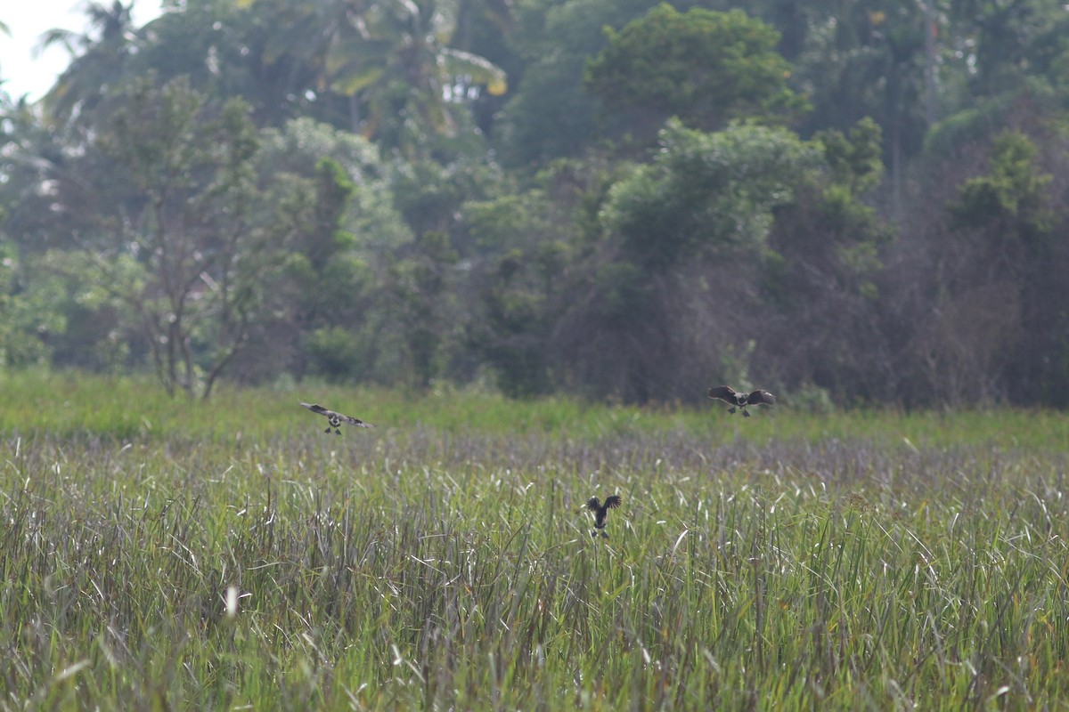 Wandering Whistling-Duck - ML621640289