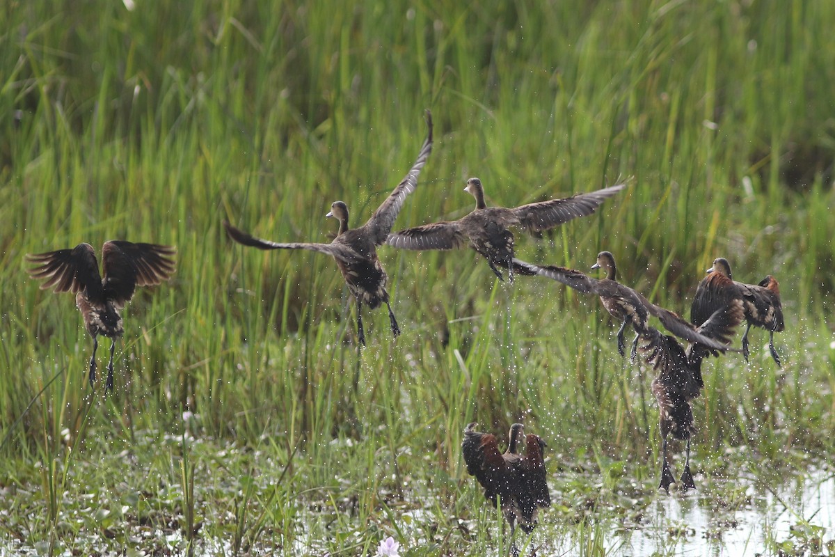 Wandering Whistling-Duck - ML621640290