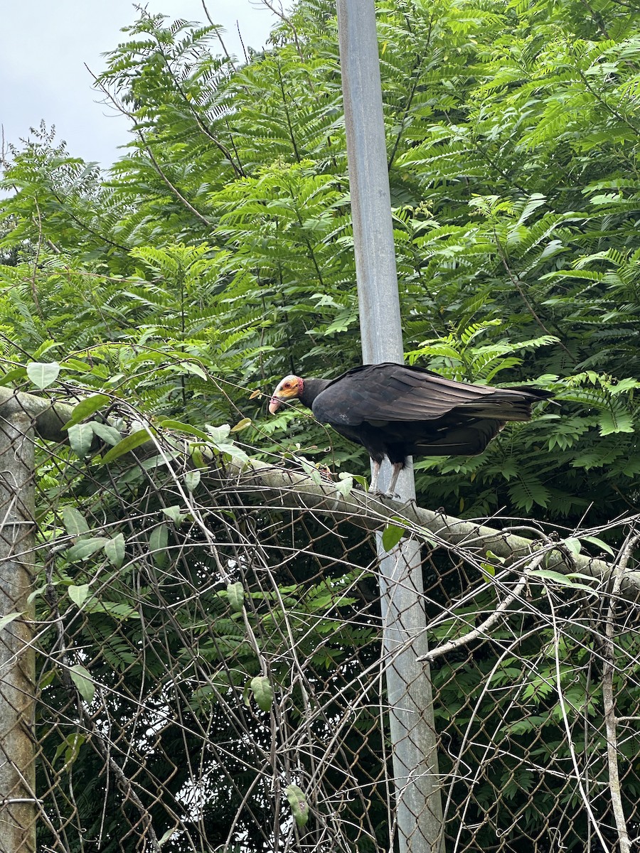 Lesser Yellow-headed Vulture - ML621640310