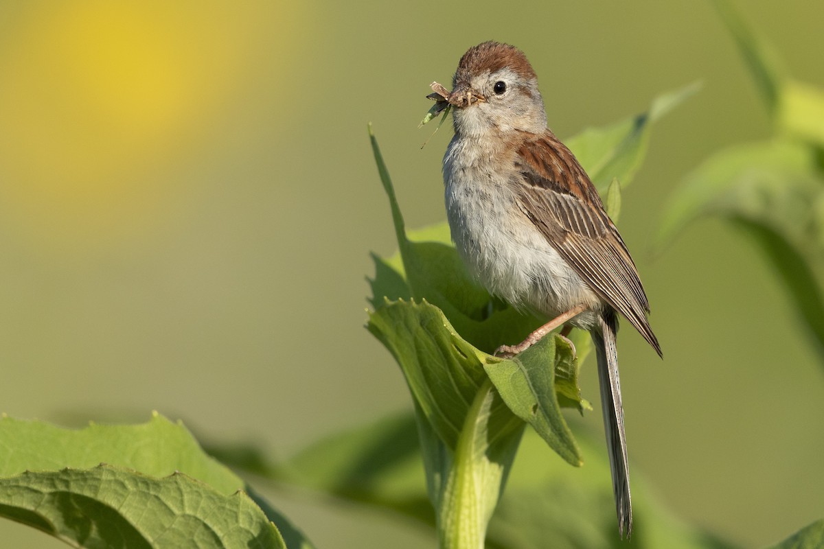 Field Sparrow - ML621640321