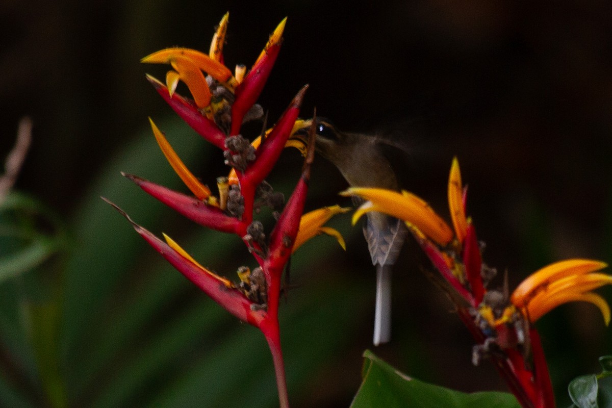 Пестрогорлый колибри-отшельник - ML621640325