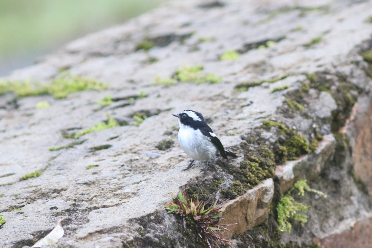 Little Pied Flycatcher - ML621640345