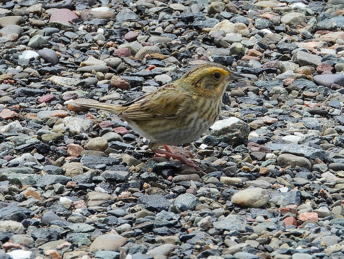 Nelson's Sparrow (Atlantic Coast) - ML621640363