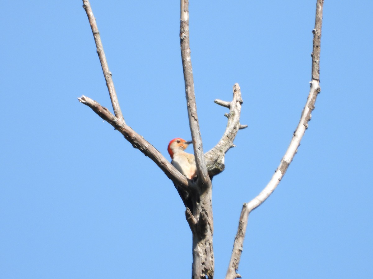 Red-bellied Woodpecker - ML621640393