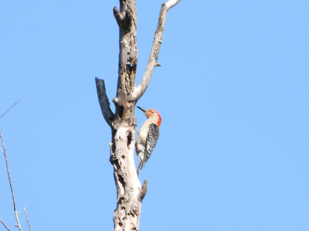 Red-bellied Woodpecker - ML621640402