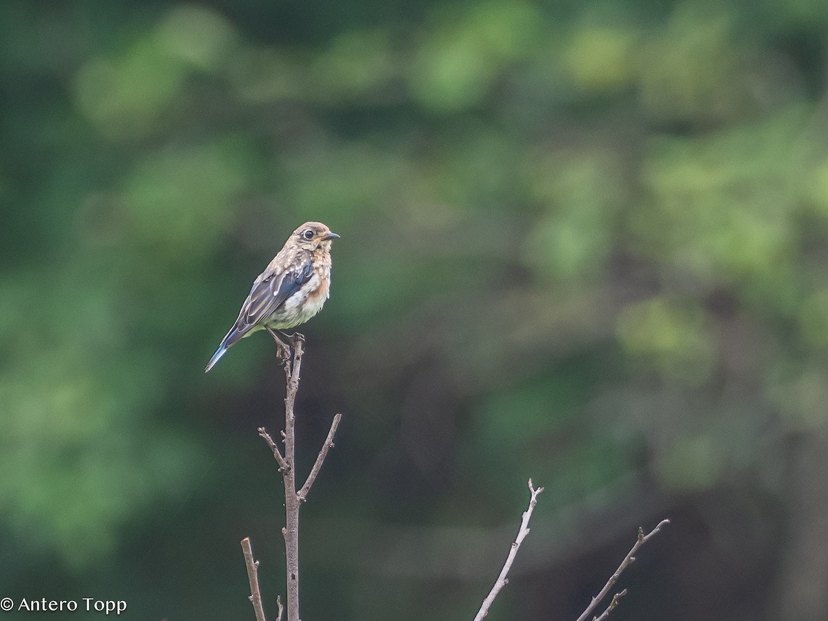 Eastern Bluebird - ML621640464