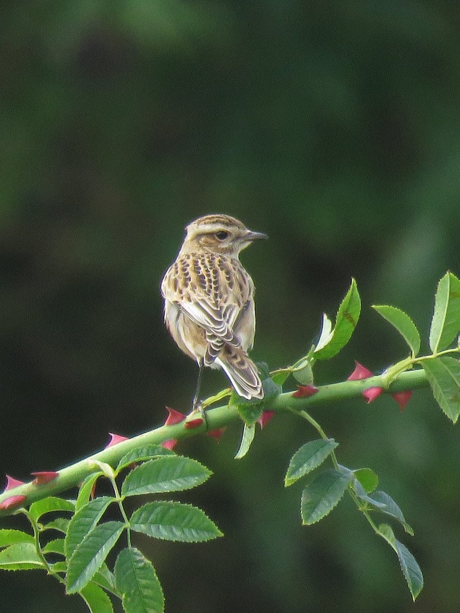 Whinchat - ML621640504