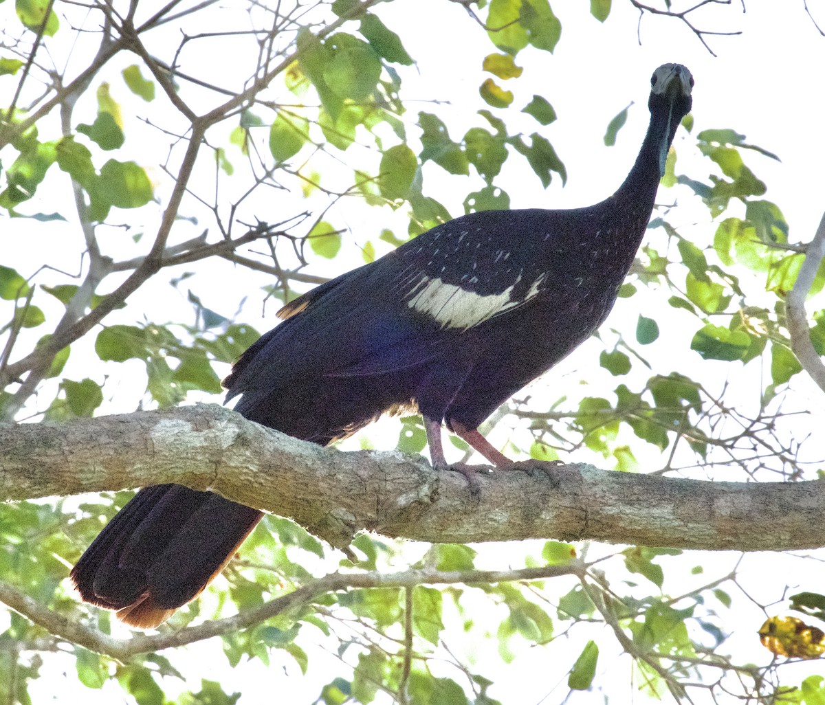 White-throated Piping-Guan - ML621640556