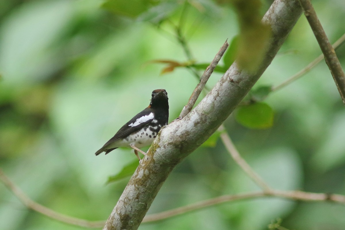 Chestnut-capped Thrush - ML621640571