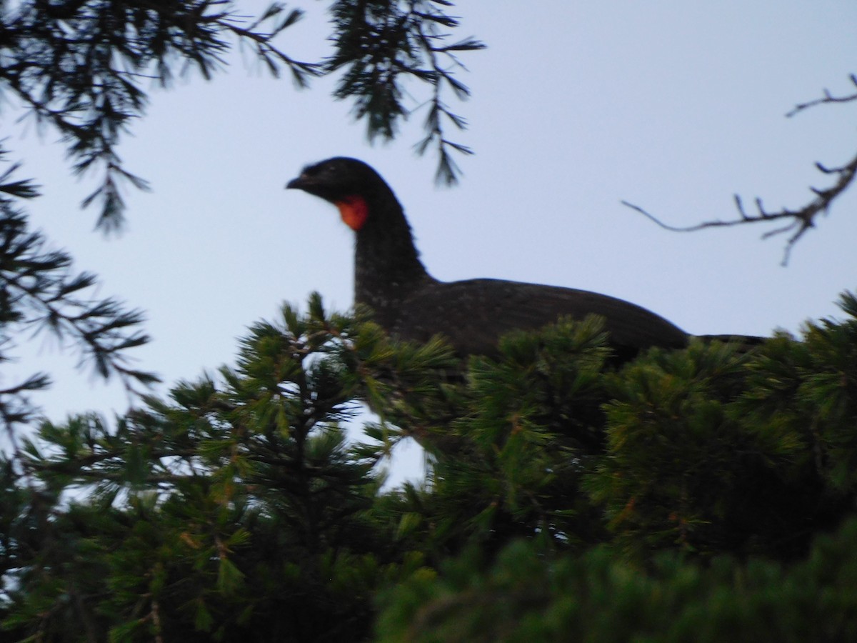 Dusky-legged Guan - Diego Cáceres Bentancor